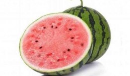 吃瓜美都麒麟瓜视频,吃瓜美都的甜蜜诱惑