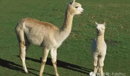 羊驼吃瓜完整视频,一场萌宠与夏日的甜蜜邂逅