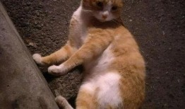 两只橘猫吃瓜视频,萌态百出，瓜香四溢