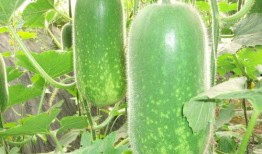 伊犁吃瓜新闻视频大全,趣味横生的视频大全集锦