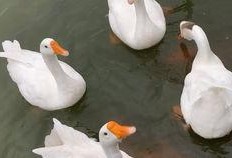 怪鹅吃瓜视频大全,趣味视频全集盘点