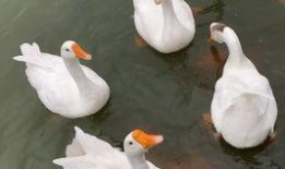 怪鹅吃瓜视频大全,趣味视频全集盘点