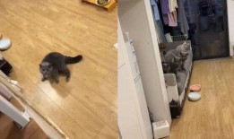 上门喂猫吃瓜视频