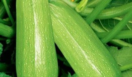 如何实时吃原视频瓜,原视频瓜新鲜速递