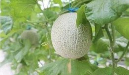 中国人在日本吃蜜瓜视频