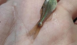 哪个鱼吃小瓜虫好吃呢视频,哪种鱼类是消灭小瓜虫的天然高手？