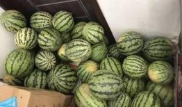 涞源县最新吃瓜视频,揭秘当地新鲜趣事