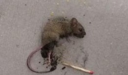 郑州老鼠事件吃瓜视频大全,吃瓜视频大盘点，揭秘惊人真相