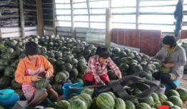 测试群众吃瓜视频,揭秘美食背后的故事