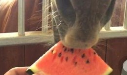 儿童马吃瓜视频,萌态十足，儿童乐园温馨瞬间