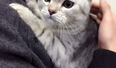 狗头吃瓜素材视频大全集,趣味横生的萌宠搞笑瞬间大盘点