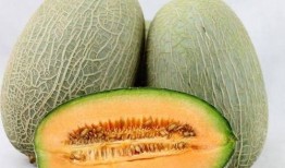 骡子吃哈密瓜视频大全,趣味视频大盘点