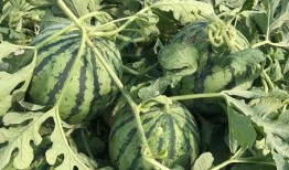 瓜哥带你吃视频,视频内容精彩回顾