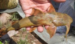 面瓜鱼水下吃饵视频教程