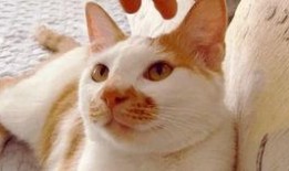 吃瓜纯视频,揭秘娱乐圈幕后故事