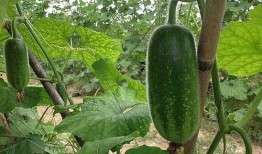 吃的瓜如何收集种子视频,瓜类种子收集视频攻略