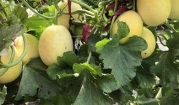 界首观止最新吃瓜视频