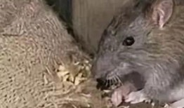 郑州老鼠事件吃瓜视频大全,吃瓜视频大盘点，揭秘惊人真相