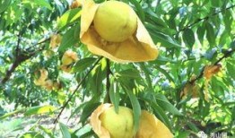 涞源县最新吃瓜视频,揭秘当地新鲜趣事