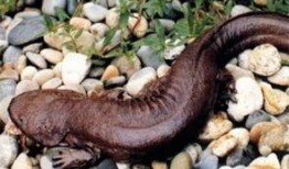 刘大瓜吃娃娃鱼视频,引发网友热议