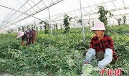 盐城阜宁吃瓜事件视频,一场网络热议的真相探寻