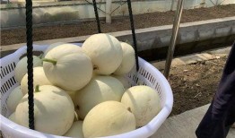 白富美吃瓜视频