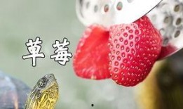 乌龟吃哈密瓜好消化吗视频,乌龟食用哈密瓜消化效果揭秘