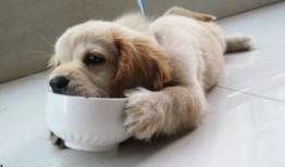 狗吊瓜的籽可以吃吗视频,营养美味，安全吗？