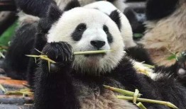 喂熊猫吃哈密瓜视频大全,熊猫美食时光大盘点