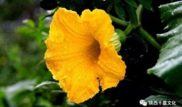 哦瓜花怎么吃视频,视频教你轻松享美食