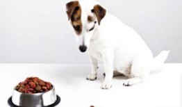 吃瓜吃成狗粮怎么办视频,揭秘“吃瓜吃成狗粮”的尴尬瞬间