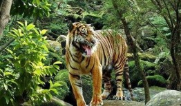 猛虎最新吃瓜视频,揭秘娱乐圈幕后真相