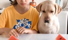 吃瓜视频比赛完整,全民狂欢，瓜界盛宴