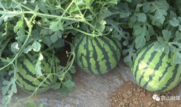 平远吃瓜群众事件视频播放,网络视频揭示的社区冲突瞬间