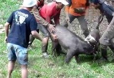 猪吃蜜瓜视频在线观看