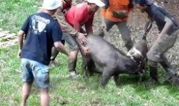 猪吃蜜瓜视频在线观看