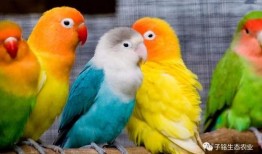 鹦鹉吃不吃小瓜虫呢视频,探究鹦鹉是否食用小瓜虫