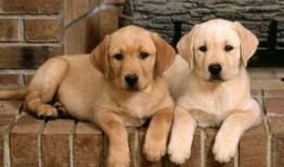 狗吃瓜拉布拉多会死吗视频,揭秘潜在致命风险