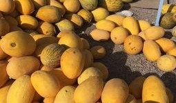 瓜洲吃瓜视频大全