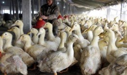 柯尔鸭吃瓜泥会死吗视频,柯尔鸭误食瓜泥致命风险揭秘