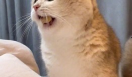 三猫吃瓜群众视频在线观看,揭秘网络热门视频背后的趣味与真相