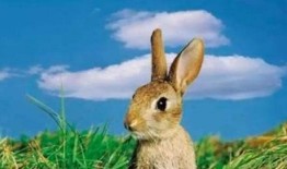 兔子吃毛瓜吗会死吗视频,生死攸关的真相