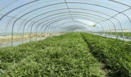 群众吃海瓜视频素材下载,群众品尝海瓜视频走红网络