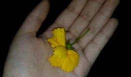 qq吃瓜料视频,热门视频背后的惊人真相