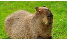 水豚吃瓜比赛视频大全,欢乐盛宴，瓜果飘香