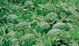 大爷树下吃瓜视频大全,大爷们的欢乐时光视频集锦