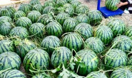 江西人吃瓜加糖视频大全,吃瓜加糖，甜蜜滋味尽在其中