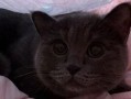 吃瓜的猫猫视频,揭秘猫咪版“娱乐圈”幕后趣事