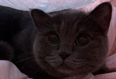 吃瓜的猫猫视频,揭秘猫咪版“娱乐圈”幕后趣事