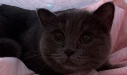吃瓜的猫猫视频,揭秘猫咪版“娱乐圈”幕后趣事